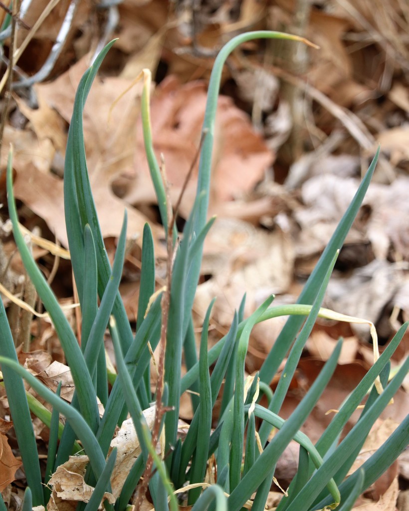 March 11: Green Egyptian Onions by daisymiller