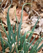 11th Mar 2021 - March 11: Green Egyptian Onions
