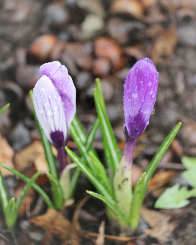 March 13: Purple Crocus by daisymiller
