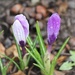 March 13: Purple Crocus by daisymiller