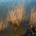 Spring Reeds @ Redbank by ggshearron