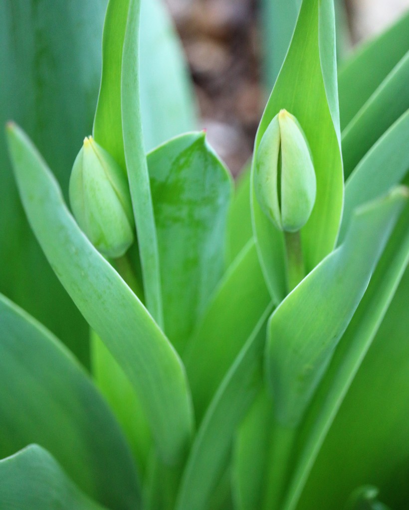 March 25: Green Tulips by daisymiller