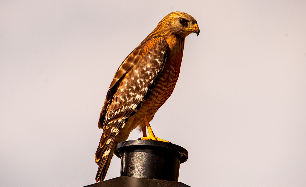 Red Shouldered Hawk on the Lamp Post! by rickster549