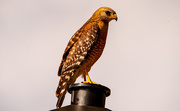 25th Mar 2021 - Red Shouldered Hawk on the Lamp Post!