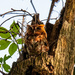 Eastern Screech Owl! by rickster549
