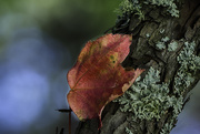 24th Mar 2021 - Leaf and Lichen