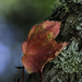 Leaf and Lichen by kipper1951