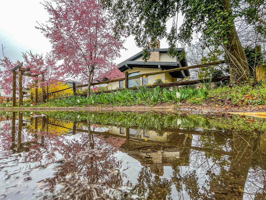 Cherry Blossom reflections by jbritt