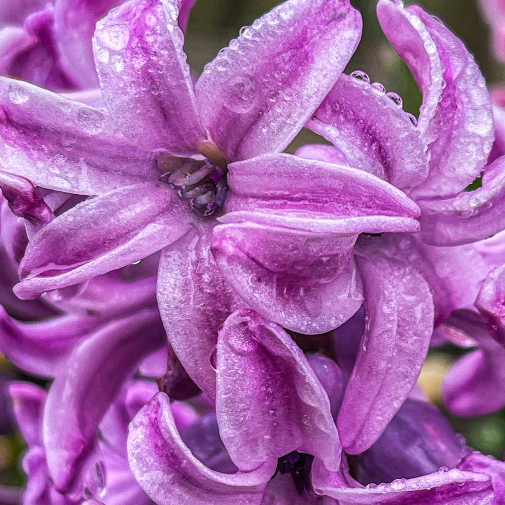 Close-up Wet Hyacinth by jbritt