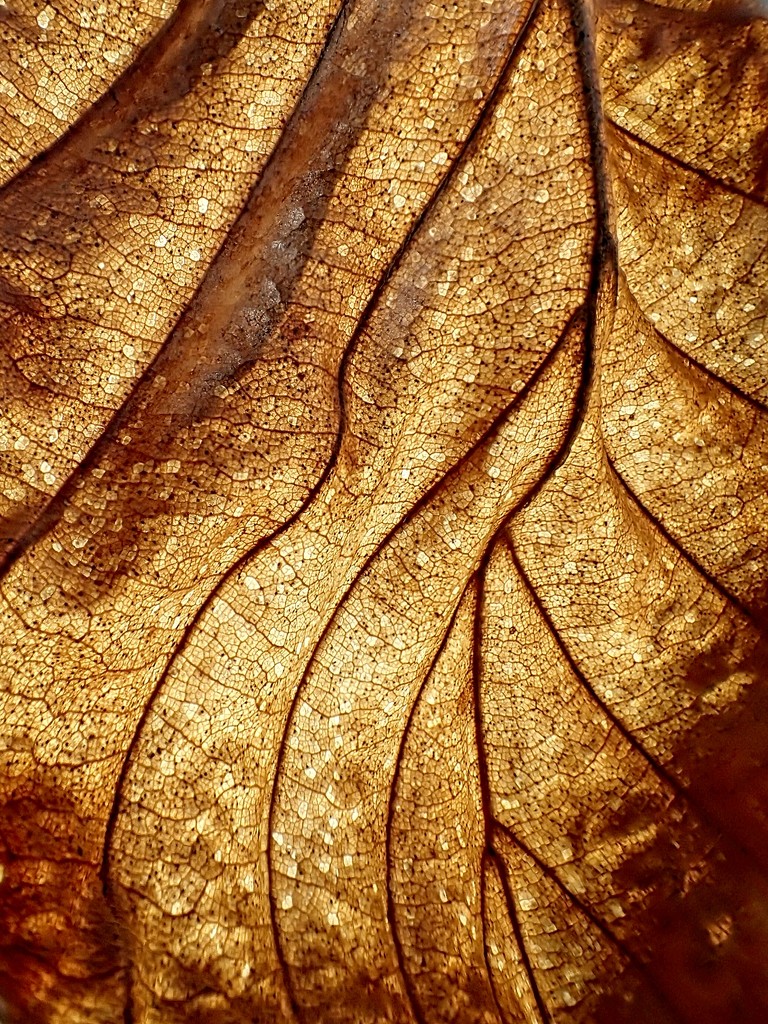 Old Leaf by mitchell304
