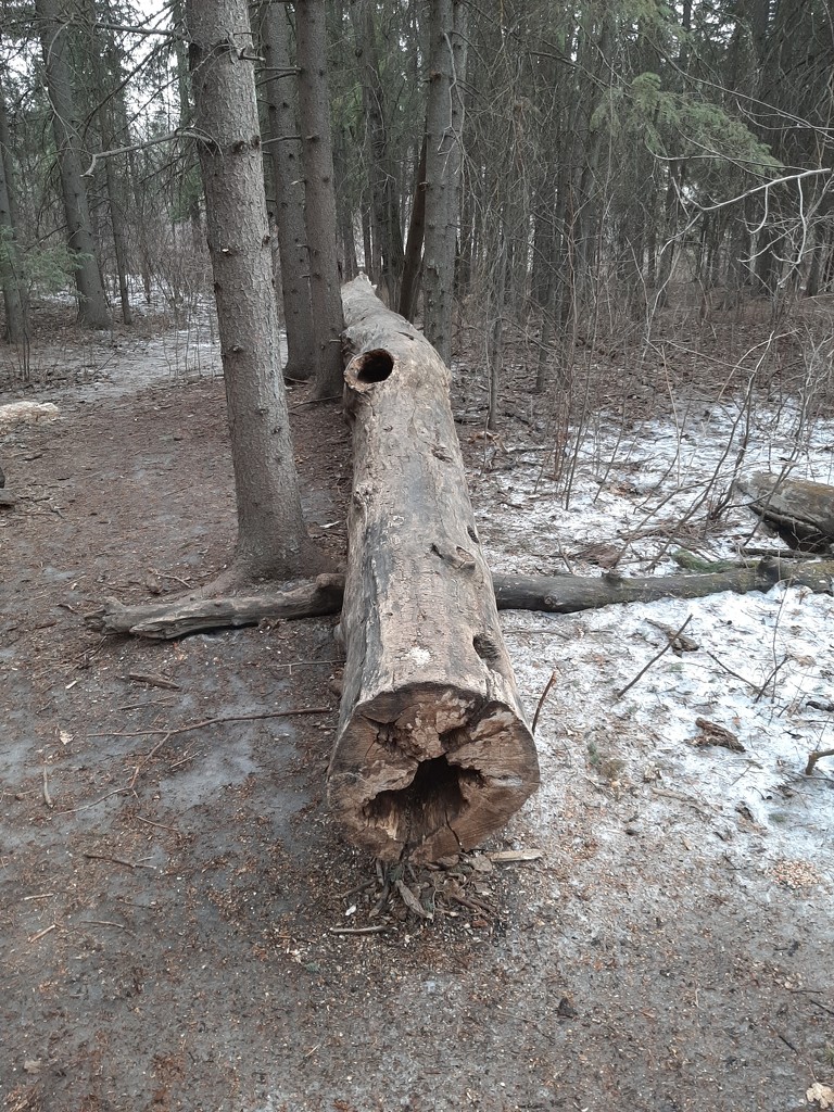 Fallen Tree by bkbinthecity