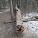 Fallen Tree by bkbinthecity