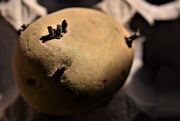 26th Mar 2021 - seed potato