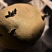 seed potato by christophercox