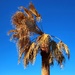 My neighbor’s palm tree after the deep freeze by louannwarren