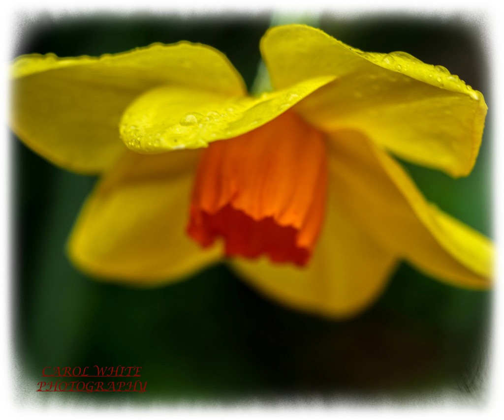 Rainy Day Daffodil by carolmw