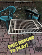 24th Mar 2021 - PIGS REFUSE TO PLAY. Concede Game?