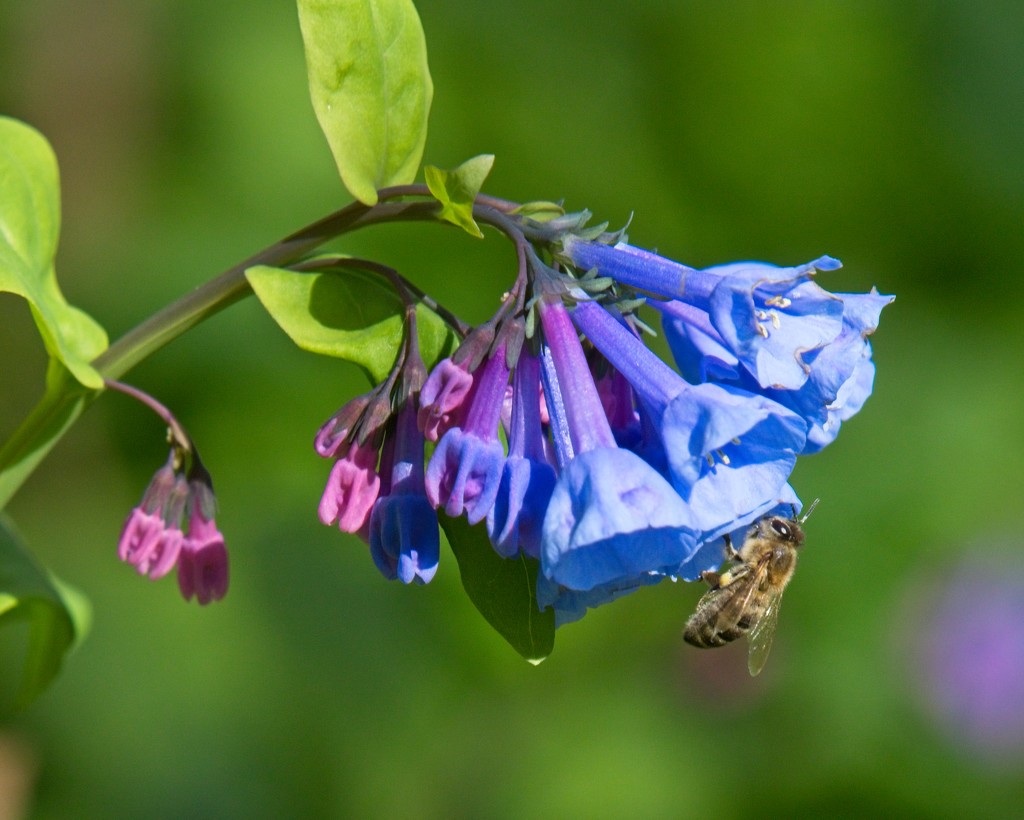 LHG-7033- Blue Virginia bluebells with Bee by rontu