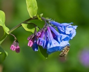 26th Mar 2021 - LHG-7033- Blue Virginia bluebells with Bee