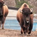 Running Bison by randy23