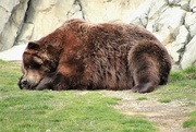 22nd Mar 2021 - Sleeping Bear