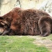 Sleeping Bear by randy23