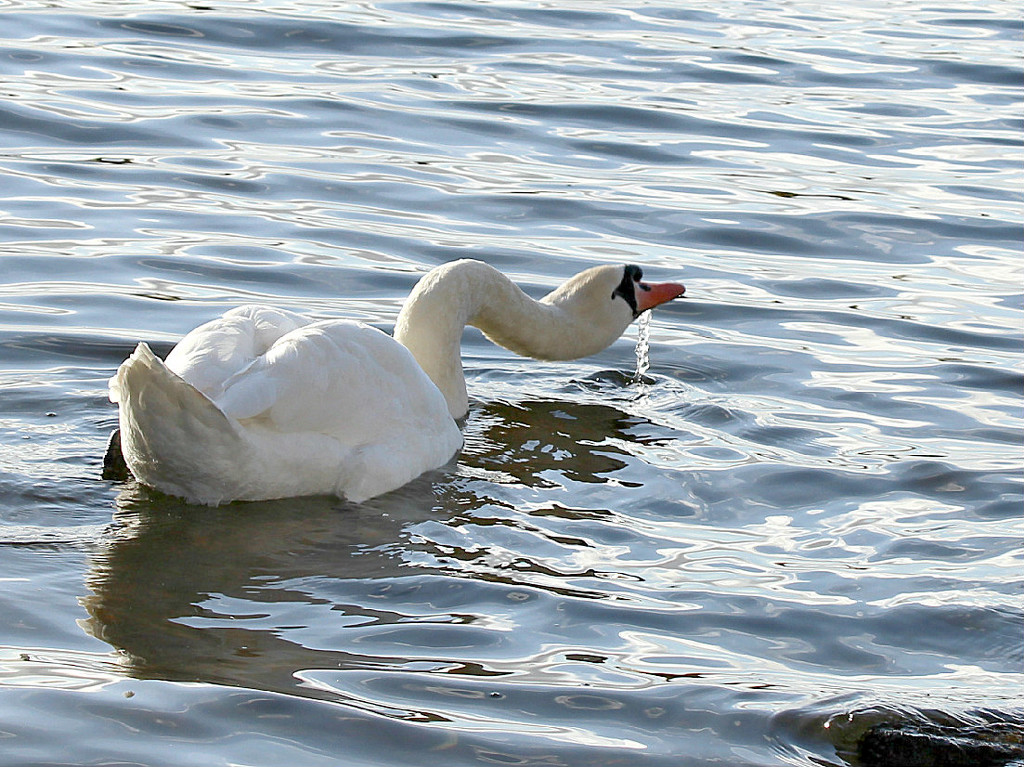 Just swanning around. by wendyfrost