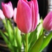 Tulips From Amsterdam? by plainjaneandnononsense