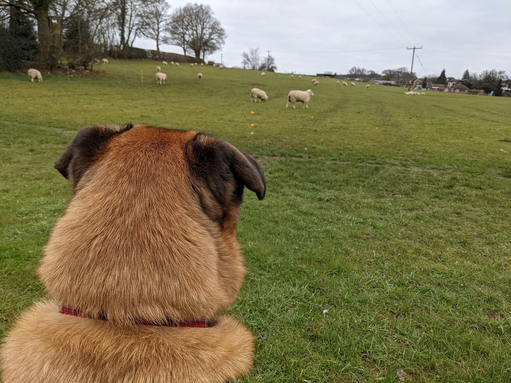 Sitting Looking At The Sheepz by bulldog