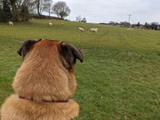 23rd Mar 2021 - Sitting Looking At The Sheepz