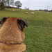 Sitting Looking At The Sheepz by bulldog