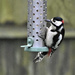 No wonder I have to fill the suet pellets up every day by rosiekind