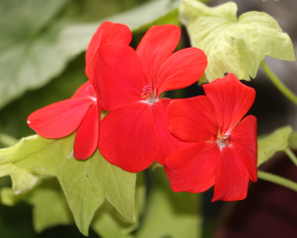 March 15: Red Geranium by daisymiller
