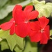 March 15: Red Geranium by daisymiller