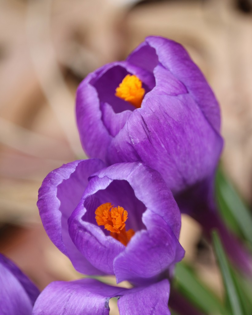 March 16: Purple Crocus by daisymiller