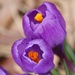 March 16: Purple Crocus by daisymiller