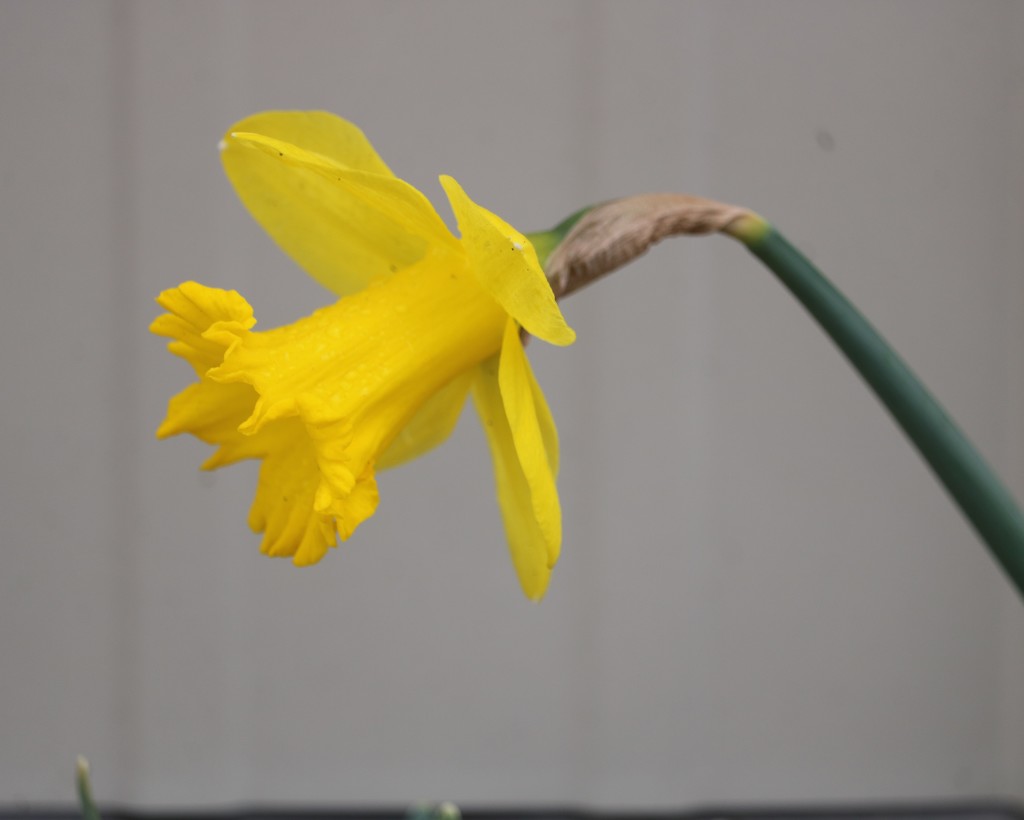 March 17: Yellow Daffodil by daisymiller