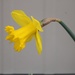 March 17: Yellow Daffodil by daisymiller