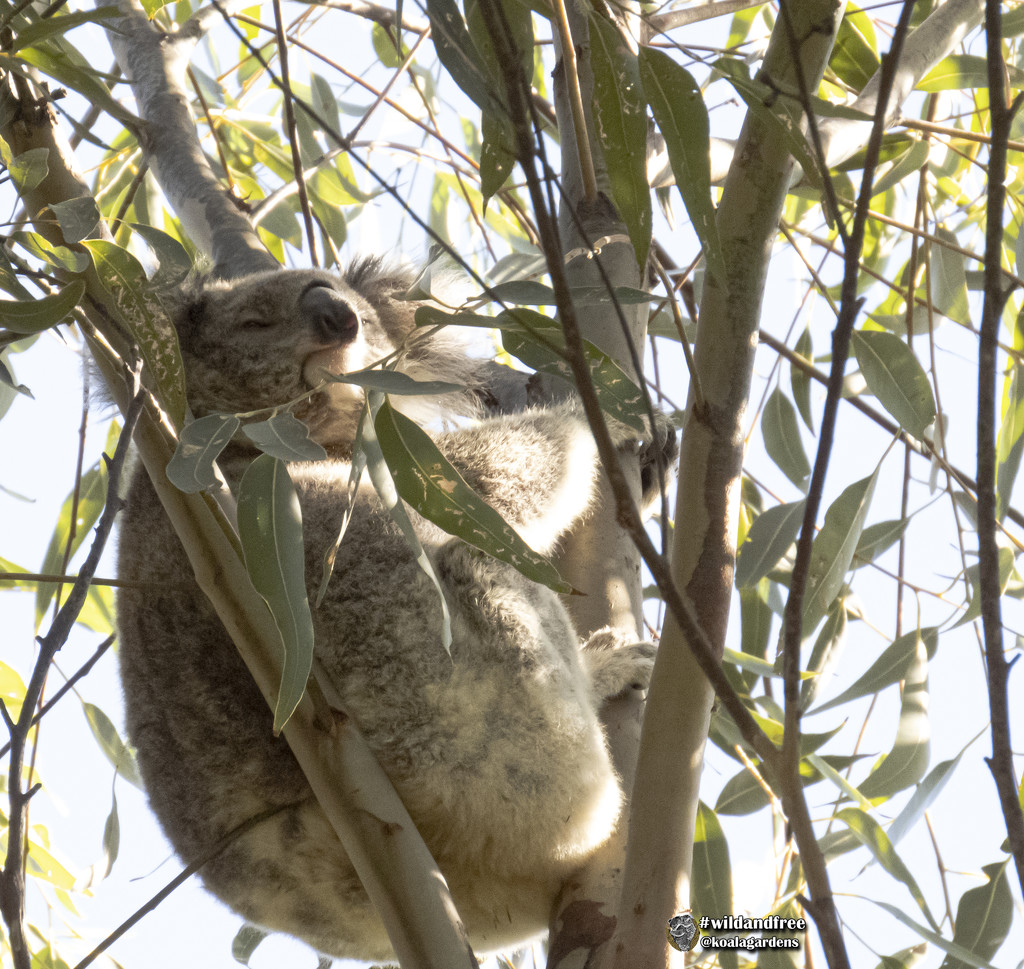 a little sunshine by koalagardens