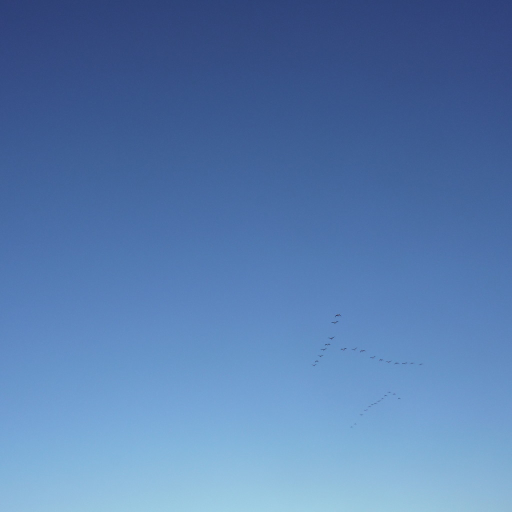 Blue Sky, with Geese by spanishliz