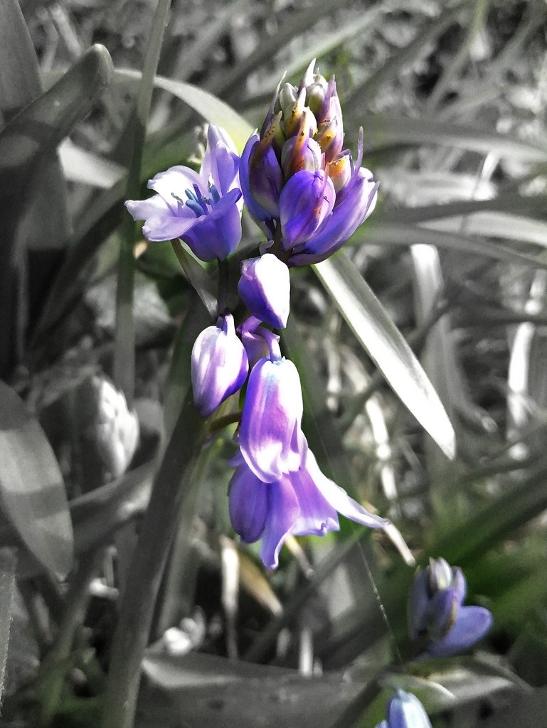 First Bluebells .... Which Are Actually Indigo by 30pics4jackiesdiamond