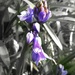First Bluebells .... Which Are Actually Indigo by 30pics4jackiesdiamond