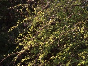 27th Mar 2021 - Spirea greening up...