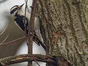 26th Mar 2021 - downy woodpecker