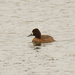 Lesser scaup by rminer