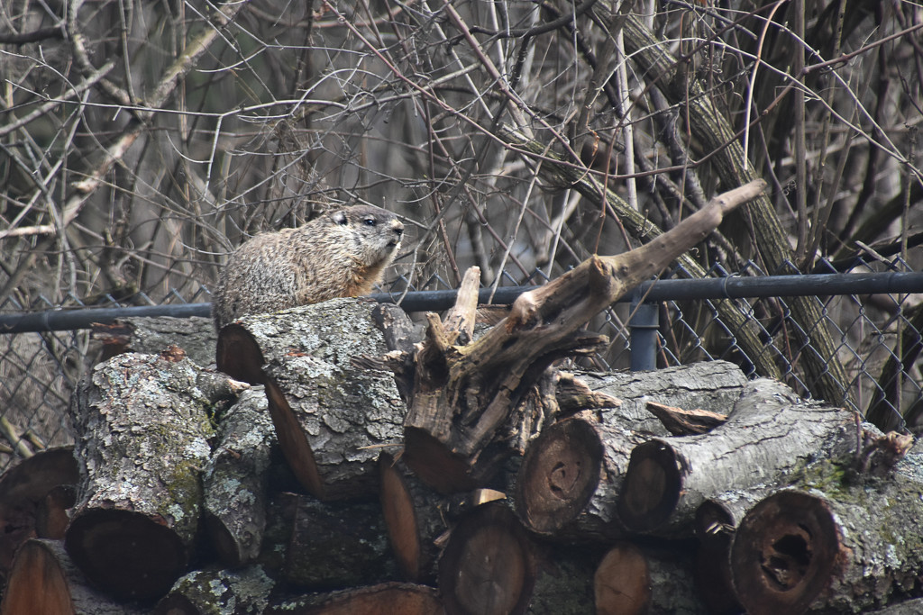 Extra log. Furry. Happy.  by vera365