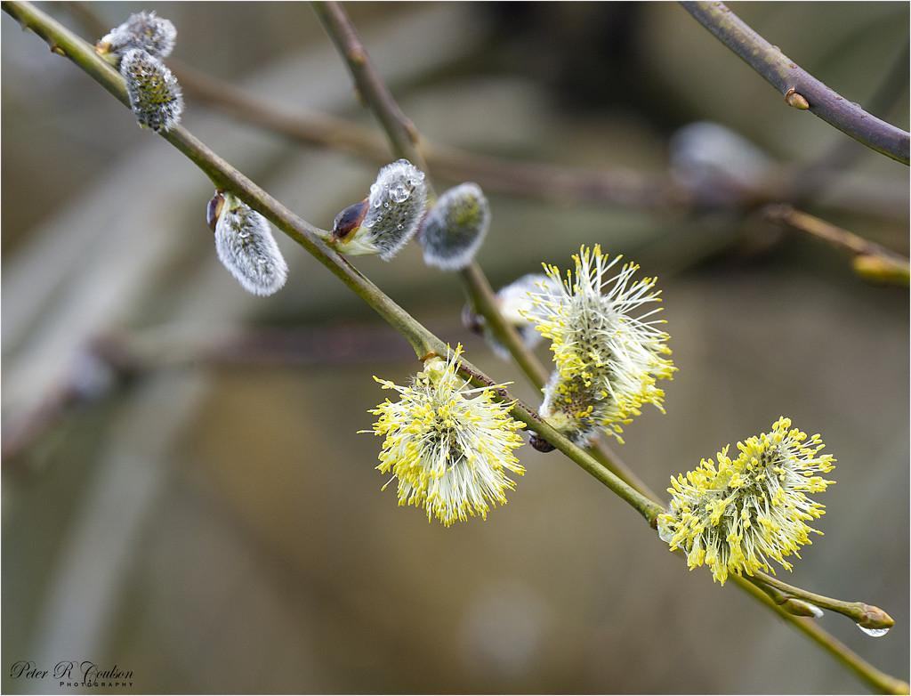 Pussy Willow by pcoulson