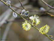 26th Mar 2021 - Pussy Willow