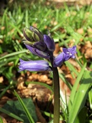 26th Mar 2021 - First Bluebell