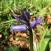 First Bluebell by julienne1